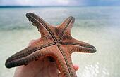 Protoreaster+starfish