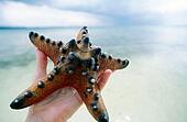 Protoreaster+starfish