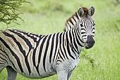 'Zebra looking into camera in Umfolozi Game Reserve, South Africa ... 'Zebra looking into camera in Umfolozi Game Reserve, South Africa ...