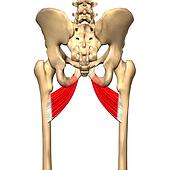 Adductor Brevis