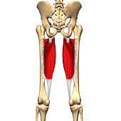 Adductor Magnus