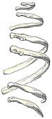 1st rib Illustrations and Stock Art. 3 1st rib illustration ... 1st rib Illustrations and Stock Art. 3 1st rib illustration ...