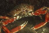 Spider crab Images and Stock Photos. 322 spider crab photography and ...