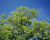 Japanese+zelkova+tree