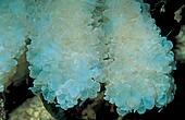coelenterates