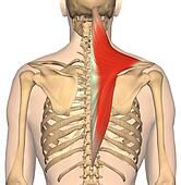 Stock Illustrations of Posterior view of both infraspinatus muscles and ...