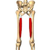 Stock Illustrations of Anterior view of the thigh showing the vastus ...