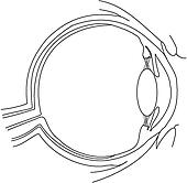 Drawings of Eye, cross section ca110004 - Search Clip Art Illustrations ...