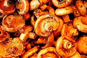Mushrooms. Lactarius deliciosus. La Boquer? a market. Barcelona. Catalonia. Spain.